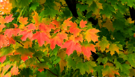 学生纷纷返校，网约车、顺风车，进入最后一个礼拜旺季