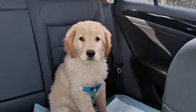 滴滴宠物订单服务规范与违规处理